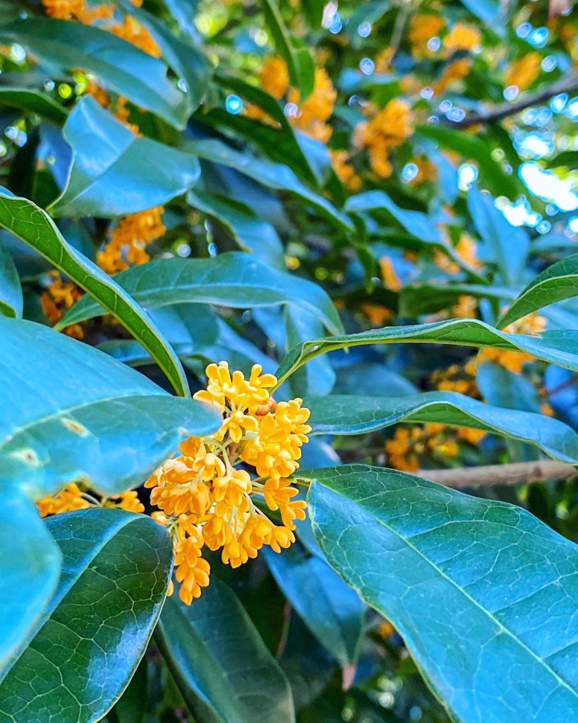 キンモクセイの花