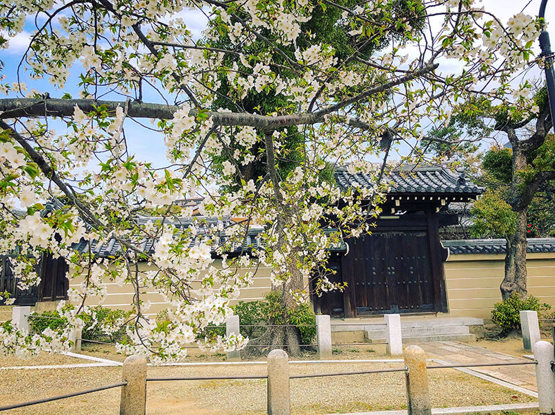 四天王寺のヤマザクラ