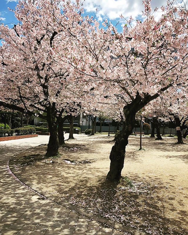 八尾市桜ヶ丘公園の桜の様子
