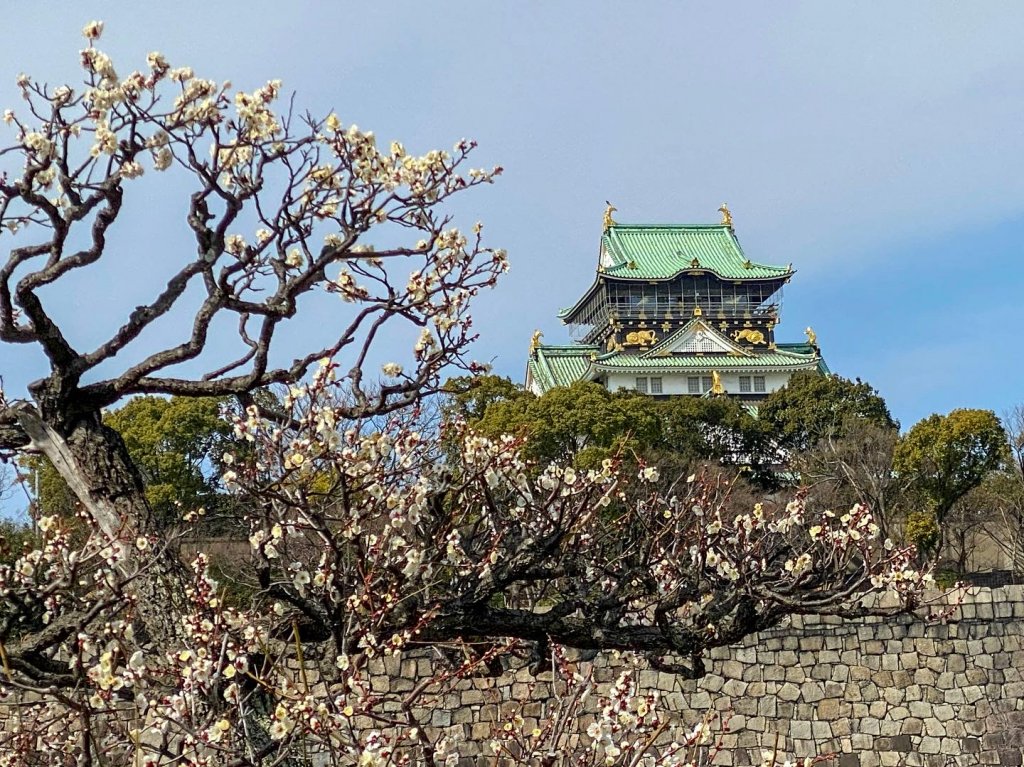 大阪城公園梅林にて撮影