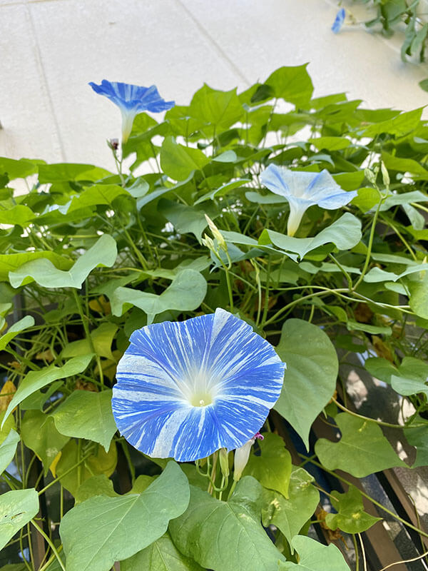 本社の花壇で咲いたアサガオの花