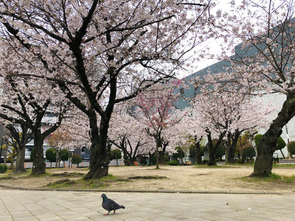 桜ヶ丘公園の桜の様子