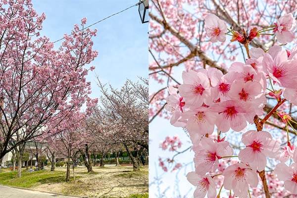 八尾市桜ヶ丘公園の様子