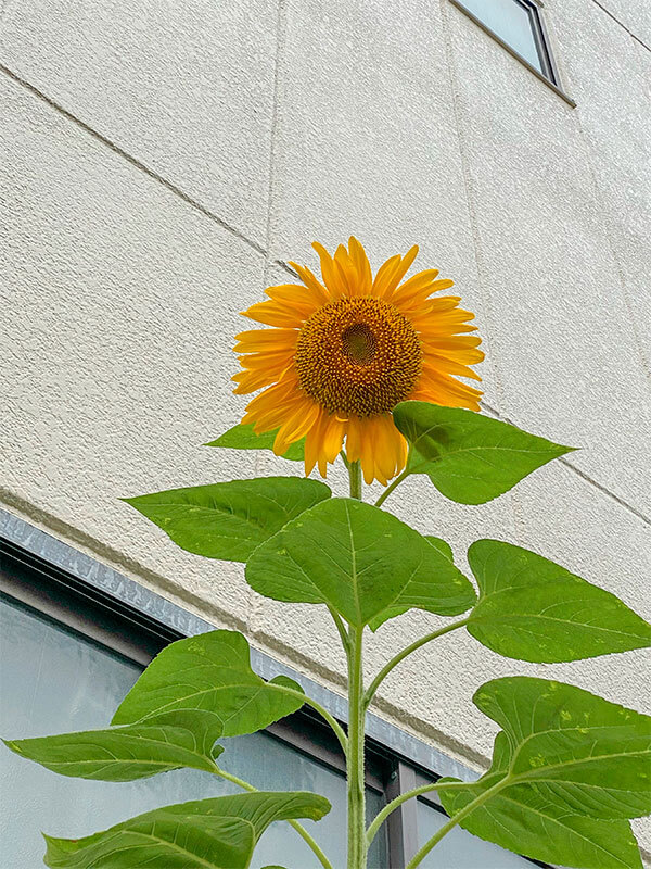 大きく成長したヒマワリ