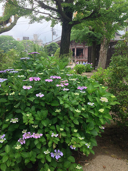 四天王寺の境内で咲いているアジサイ