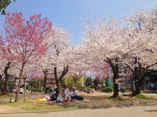 大阪府八尾市にある桜ケ丘公園の様子